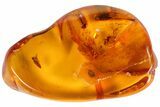 Fossil Beetle Larva (Coleoptera) In Baltic Amber #69223-1
